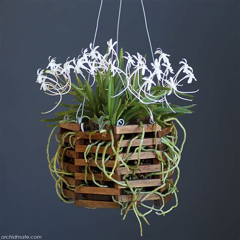 Check spelling or type a new query. Wood orchid baskets for Vanda, Cattleya and other orchids
