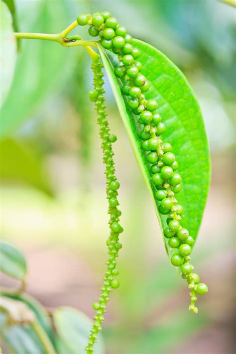 Peppercorn Plant Info Can You Grow Black Pepper Plants Gardening