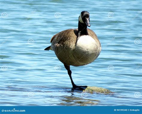 Toronto Lake Canada Goose Standing On One Leg 2017 Stock Photo Image