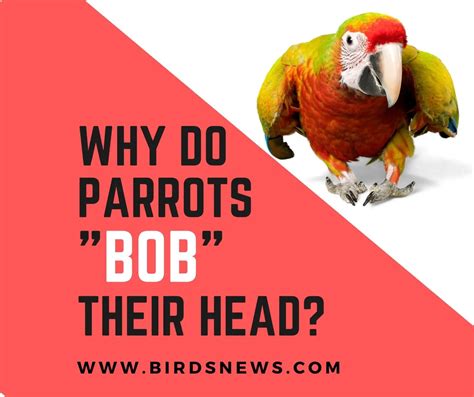 Why Do Parrots Bob Their Head Is It Normal Birds News