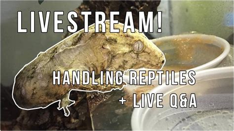 Handling Reptiles Live Qanda Youtube