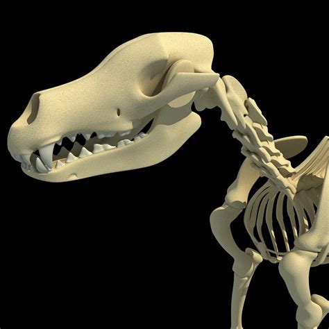 Dog Skeleton 3d Model 3d Horse
