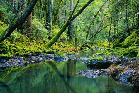 Tropical River And Lush Green Forest Stock Image Image Of Reflection