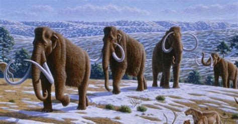 Rosa Rubicondior How Science Works Evolving Mammoths