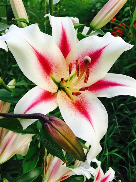 Lily Lilium Nymph In The Lilies Database