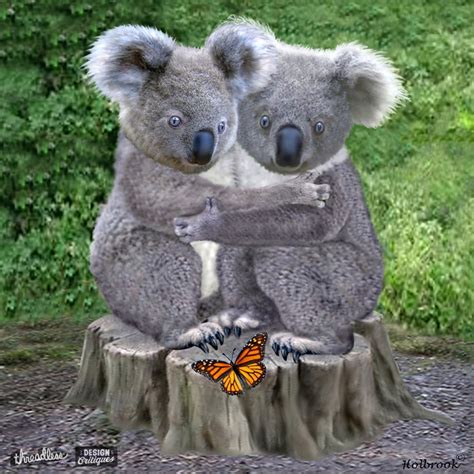 Hug A Cute Koala Anytime Telegraph