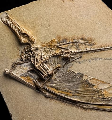 Where Have All The Big Birds Gone A Look At A Past Giant — The Flying Reptile Pterosaurs The