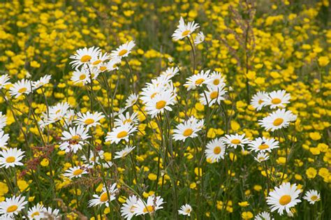 Large Group Of Wild Daises With Buttercups Stock Photo Download Image