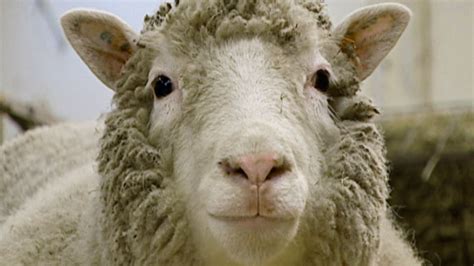 What Happened To Dolly The Sheep How Long The First Cloned Adult