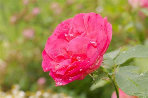 Red Rose Flower Stock Photo Image Of Blossom Macro 37396062