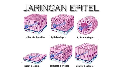 Gambar Jaringan Epitel Yang Menyusun Pembuluh Darah Adalah