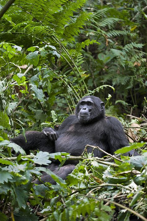 Chimpanzee Male Uganda Photograph By Suzi Eszterhas Fine Art America