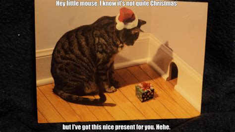 Christmas Cat Cuma Kucing