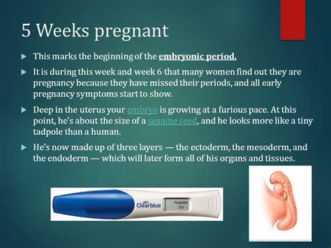 Week 5 Pregnancy Symptoms Pregnancywalls