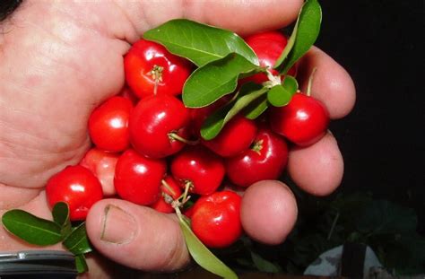 Acerola Barbados Cherry Plant Seeds For Sale Online Here Oz P P