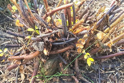 Harvesting Licorice Root Tuahiwi Botanicals