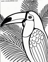 Coloring Toucan Birds Pages Bird Parrot Printable Color Tucan sketch template