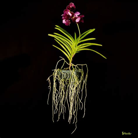 Look Ma No Roots Learn To Grow Your Own Orchids Bromeliads And Other