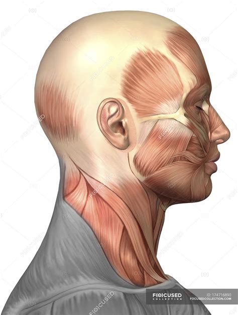 Anatomy Of Human Face Muscles Biology Head Stock Photo 174716890