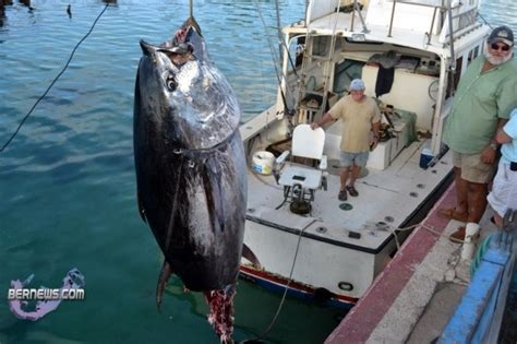 Pisces Fleet Sportfishing Blog 920 Lb Tuna Caught By Solo Fisherman