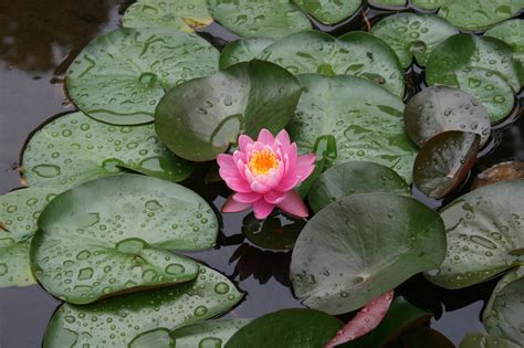 Lotus Çiçek Doğa · Pixabayde ücretsiz Fotoğraf