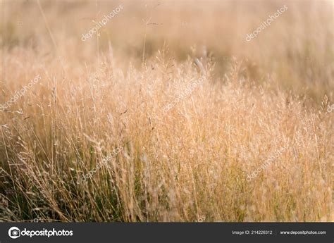 Dry Grass Background Nature Ecology And Harvest Concept Dry Grass