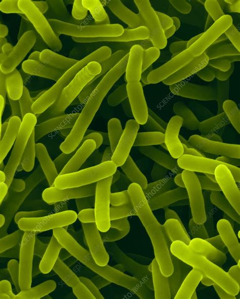 Bifidobacterium Animalis Probiotic Bacterium Sem Stock Image C032