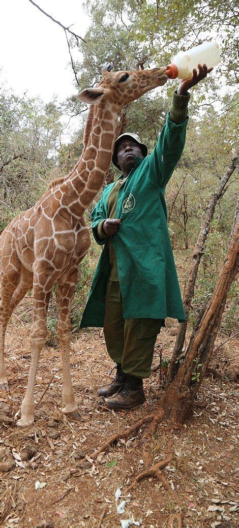 Rescued Giraffe Becomes Best Friends With An Orphaned Elephant Calf 12