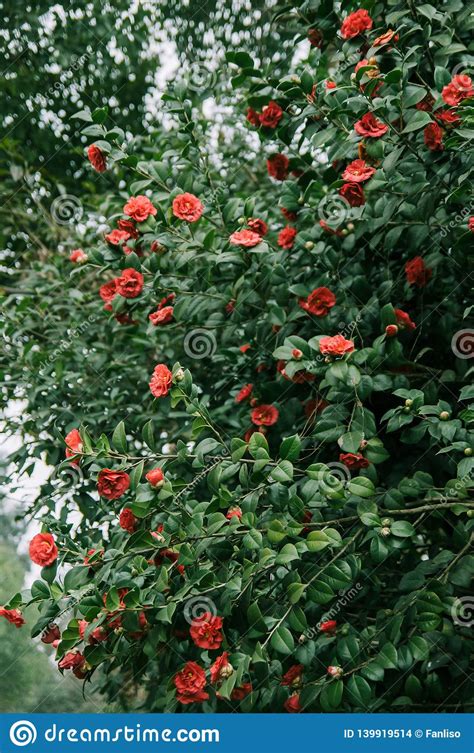 Flowering Shrubs Of Red Camellia Stock Photo Image Of