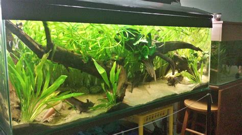Imgur Post Imgur Axolotl Tank Axolotl Fresh Water Fish Tank