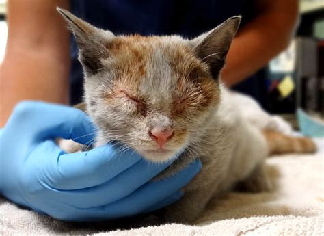 Stowaway Kitten Survives 6500 Mile Journey Across Pacific In Ships Freight Container Without