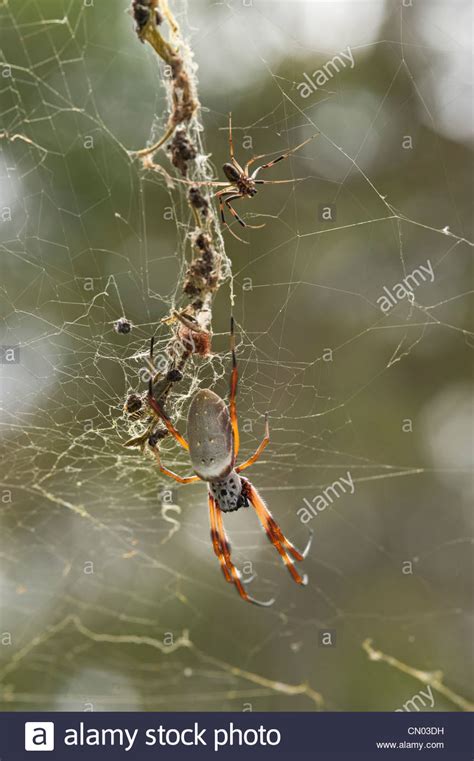 Large Female Golden Orb Weaver Spider And Small Male In