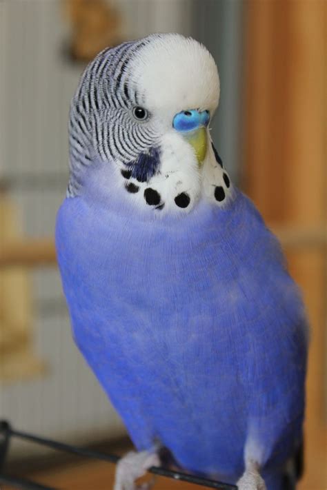 Budgie Blue Parakeet Free Photo On Pixabay Blue Parakeet Budgies