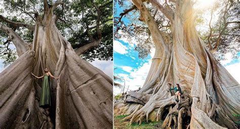 Viral Pohon Raksasa Di Bali Berusia 700 Tahun Jika Beruntung Bisa Dengar Suara Gamelan
