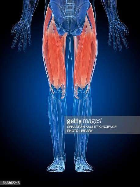 Thigh Muscle Anatomy Photos And Premium High Res Pictures Getty Images
