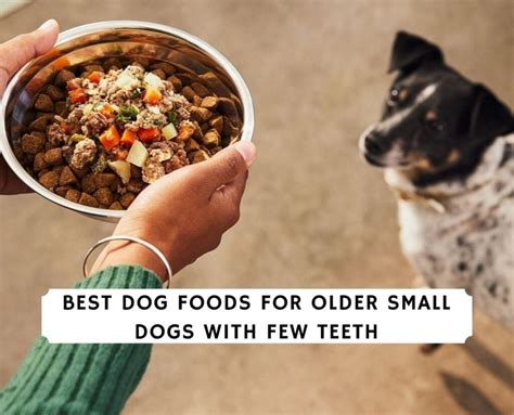 The 8 Best Dog Foods For Older Small Dogs With Few Teeth 2023 We