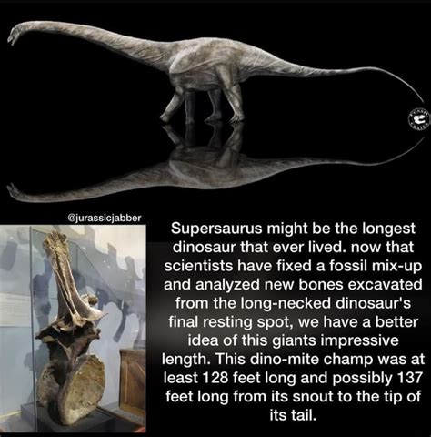 Jurassicjabber Supersaurus Might Be The Longest Dinosaur That Ever