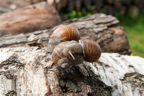 Group Of Big Burgundy Snails Helix Roman Snail Edible Snail Stock