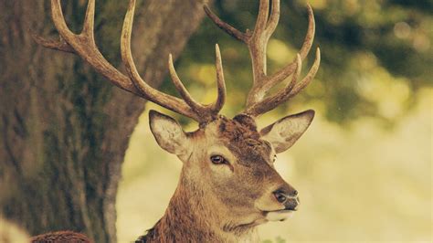 Cool Deer Wallpapers Top Free Cool Deer Backgrounds Wallpaperaccess