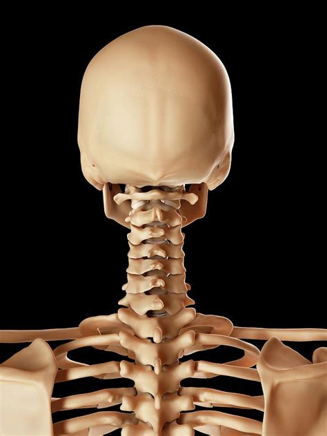 Back Neck Bones Human What Happens To The Human Body After Death