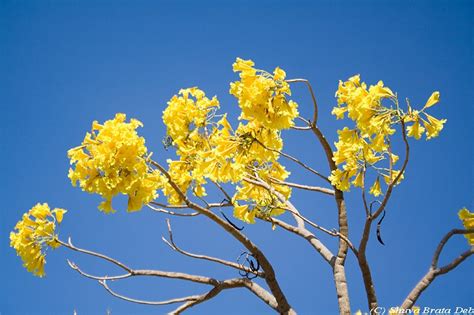 Vídeo em 4k e hd pronto para edição não linear imediata. Some yellow flower tree. - Plant & Nature Photos - Aminus3 ...