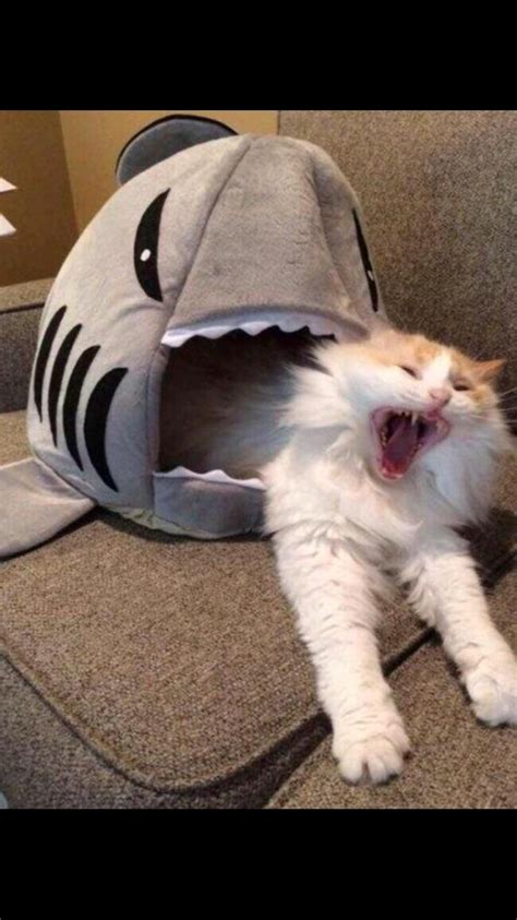 Psbattle This Cat In A Shark Toy Cute Baby Animals Funny Cat Memes
