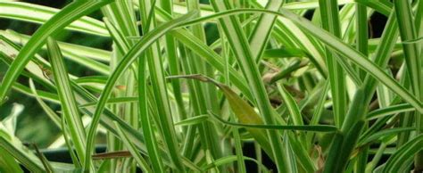Its busiest growing period is between may and september. Stenotaphrum, St. Augustine Grass, Variegated Buffalo Grass Stenotaphrum secundatum 'Variegatum'
