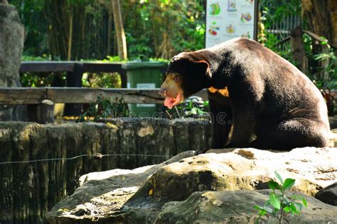Malaysian Sun Bear At Dusit Zoo In Khao Din Park Bangkok Thailand