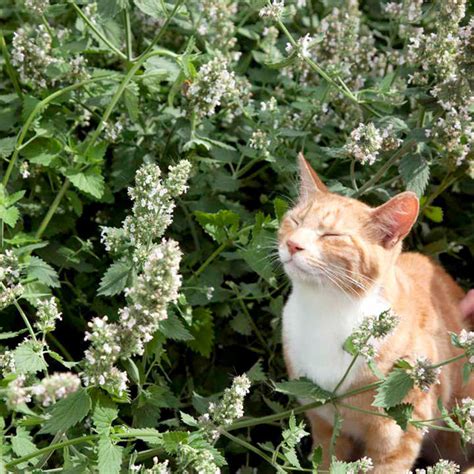 Because catmint tends to come in soft colors, generally blue/purple blooms on top of cool nepeta × subsessilis bears the largest flower clusters of any catmint. Catmint Seeds - View All Flower Seeds - Flower Seeds ...