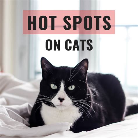 hot spot cats neck cat meme stock pictures and photos
