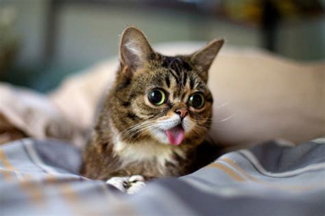 En Komik Kedi Resimleri Seyir Kafe