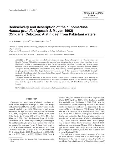 Pdf Rediscovery And Description Of The Cubomedusa Alatina Grandis