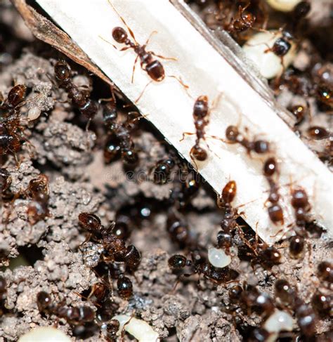 Ants With Eggs Stock Photo Image Of Detail Brown Alert 33649144