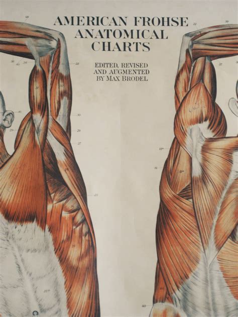 Vintage Anatomy Chart Pull Down Muscle 1918 Medical Etsy Canada